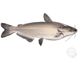 blue catfish