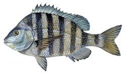 sheepshead